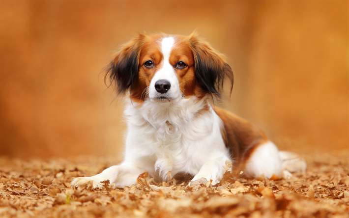 Kooikerhondje, パニエル, 秋, 黄色の紅葉, パーク, 白色-褐色犬, ペット, かわいい動物たち, 犬