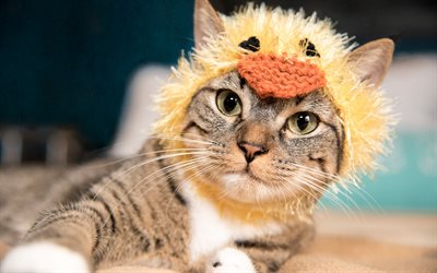 american shorthair cat, funny cat hat, cute animals, gray cat, pets, cats
