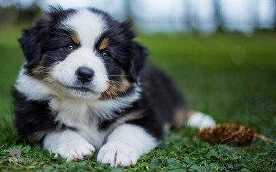 little puppy, Swiss mountain dog, cute fluffy puppy, small dog, pets, sennenhund, swiss cattle dogs