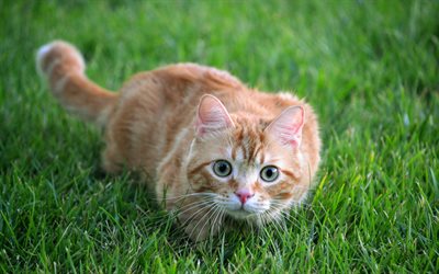 ginger cat in the grass, shorthair cat, cute animals, pets, cats