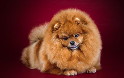 Pomeranian, brown fluffy dog, pets, cute animals, dogs, spitz