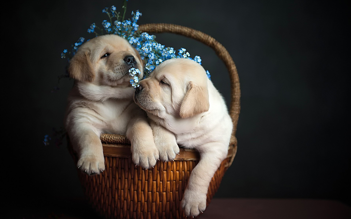 perros perdigueros de oro, linda brown cachorros, hermanos, mascotas, animales lindos, los cachorros en una cesta