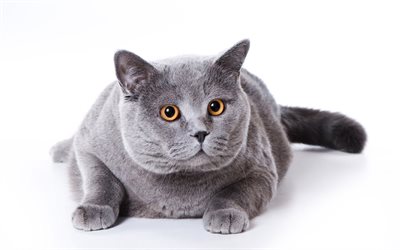British Shorthair, big cat, close-up, domestic cat, gray cat, pets, cats, cute animals, British Shorthair Cat