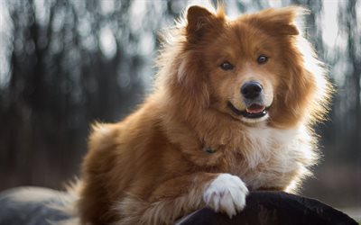 Brown Border Collie, Fluffy Cute Dog, Cute Animals, Dogs