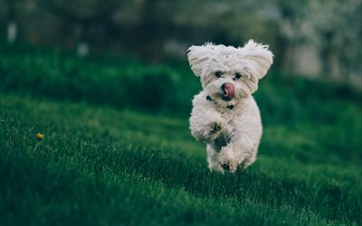 4k, Bichon Frise, lawn, bokeh, running dog, pets, dogs, white dog, cute animals, Bichon Frise Dog