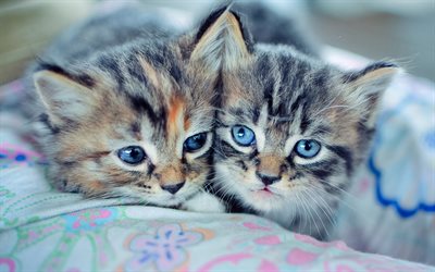 American Bobtail, freinds, pets, kittens, close-up, family, domestic cat, cute animals, cats, American Bobtail Cat