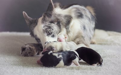 Australian Shepherd, newborn puppies, Aussie, family, mother and cubs, dogs, cute animals