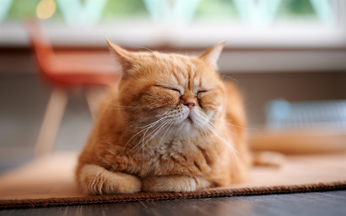 ダウンロード画像 生姜猫 ふわふわの大きな猫 ペット かわいい動物たち 猫 面白い猫 フリー のピクチャを無料デスクトップの壁紙