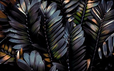 nero foglie texture, texture naturale, di sfondo con il nero, foglie, foglie di sfondo