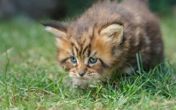 poco esponjoso gatito, Maine Coon, gato peque&#241;o, lindo animales, gatito en la hierba, se admiten mascotas, gatos