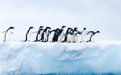 طيور البطريق على الجليد الطافي, القارة القطبية الجنوبية, الحياة البرية, المحيط, طيور البطريق
