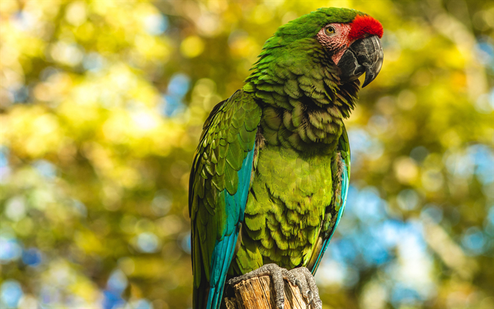 Great green macaw, fantastiska military macaw, gr&#246;n papegoja, vacker gr&#246;n f&#229;gel, Sydamerika, ara, papegojor