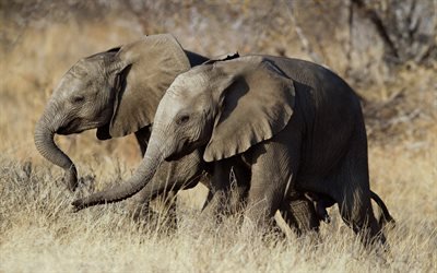 Elephants family, 4K, Africa, two elephants, herd of elephants, savannah, elephants, Elephantidae, twins