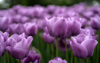 tulipes violettes, bokeh, printemps, fleurs violettes, champ de tulipes, macro, tulipes, fleurs de printemps
