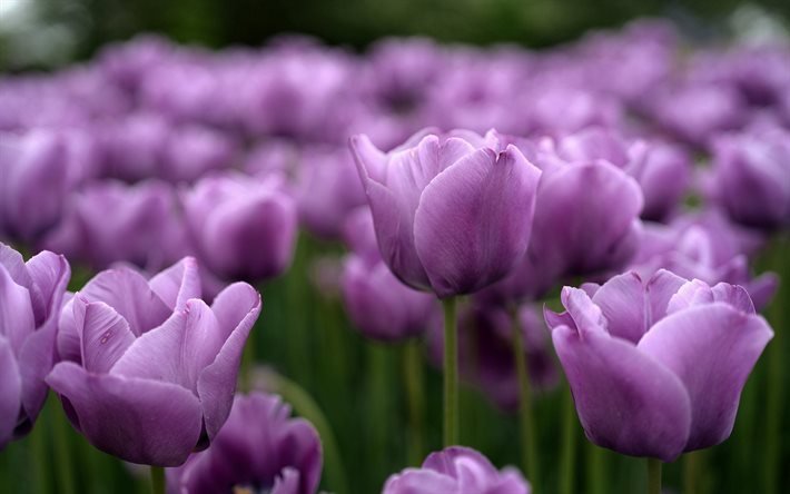 ダウンロード画像 紫のチューリップ ボケ 春 すみれ色の花 チューリップ畑 Type アマナ属 春の花 フリー のピクチャを無料デスクトップの壁紙