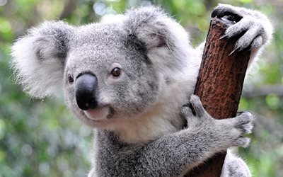 koala, skogen, bj&#246;rn, s&#246;ta djur