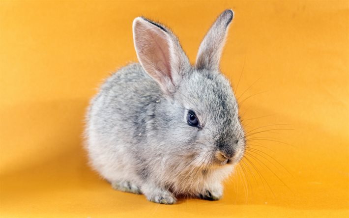 lapin, animal mignon, petit lapin