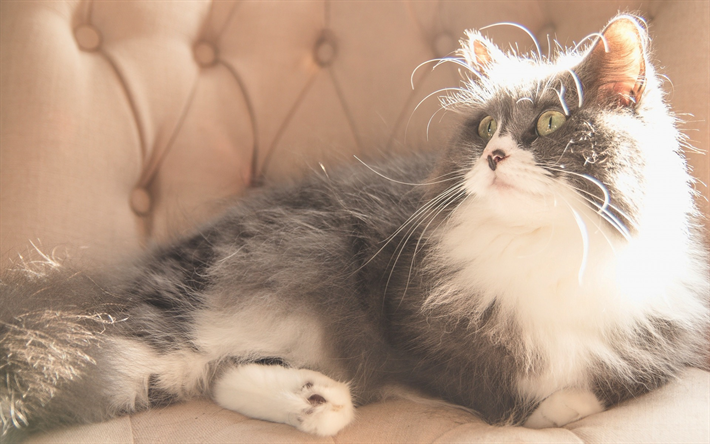 ダウンロード画像 灰色猫 かわいい動物たち 描猫 ペット 国内猫 フリー のピクチャを無料デスクトップの壁紙