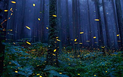 mets&#228;, y&#246;, 4k, fireflies, vanha puu