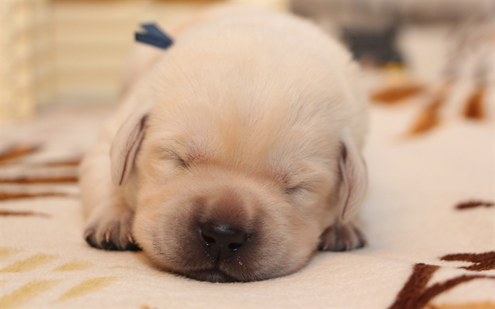 labrador, puppy, golden retriever, 4k, sleeping dog, small labrador, cute animals