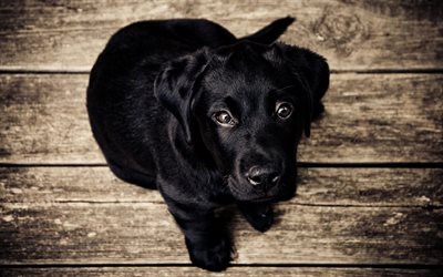 4k, black labrador, puppy, retriever, dogs, black lab, cute animals, labrador