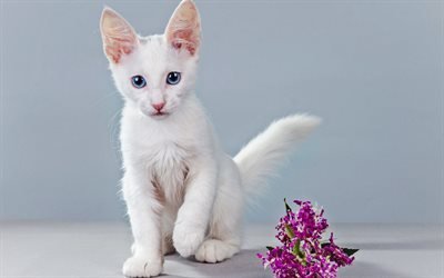 Turkish Angora, kitten, blue eyes, cats, white cat, pets, Turkish Angora Cat