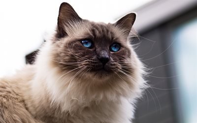 Siamese fluffy cat, pets, cat with blue eyes, cute animals, cats