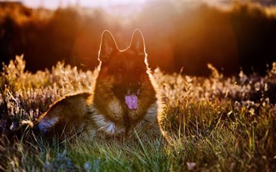 German Shepherd, sunset, cute animals, pets, sun rays, bokeh, dogs, German Shepherd Dog