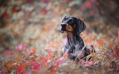dachshund dog, autumn, black dog, pets, cute animals, dogs