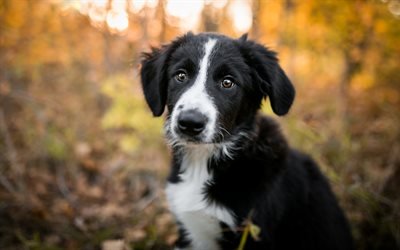 Border Collie, autumn, cute animals, black dog, puppy, pets, bokeh, black border collie, dogs, Border Collie Dog