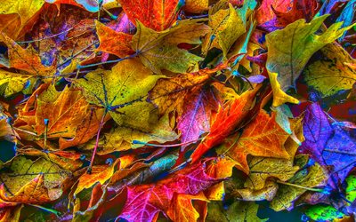 foglie autunnali, creative, foglie astratte sfondo, opere d&#39;arte, foglie gialle, natura astratta, trame di foglie