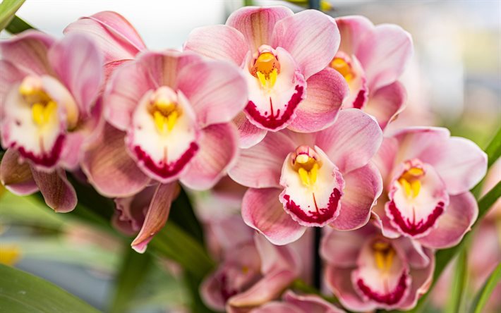 pink white orchids, tropical flowers, orchids, orchid branch, beautiful flowers