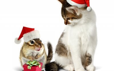 クリスマス, リス, 猫, 新年, かわいい動物たち