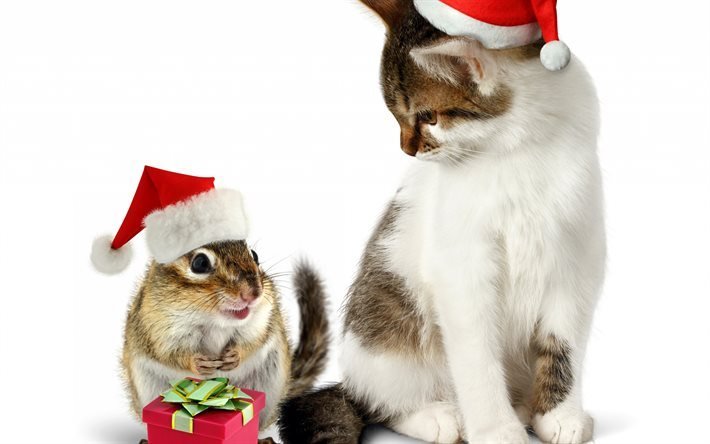 عيد الميلاد, السنجاب, القط, السنة الجديدة, الحيوانات لطيف