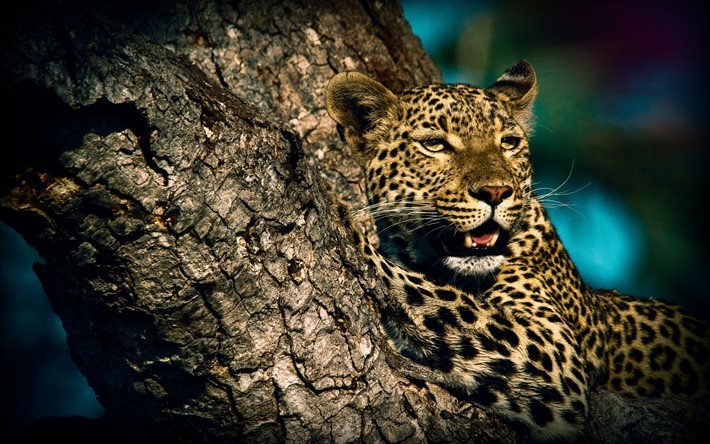 leopard, villikissoja, predator, wildlife