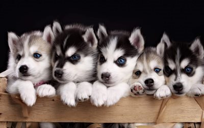 cuccioli husky, simpatici animali, cani di piccola taglia