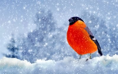 Winter, Snow, Bullfinch, winter bird, beautiful bird