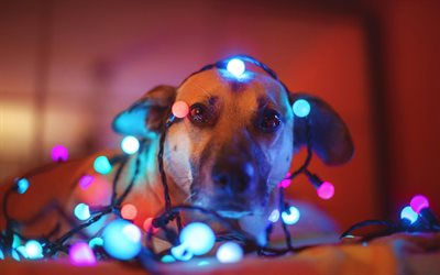 New Year, dog, glowing garland, Christmas