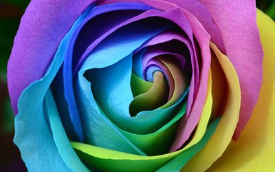 colorful rose, 4k, art, rainbow, roses