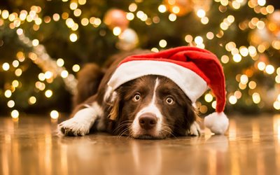 Border Collie, dog, Christmas, pets, New Year
