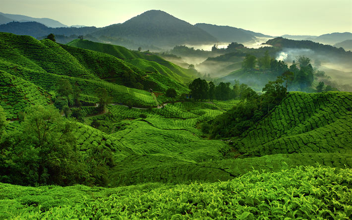 4k, Cameron Highlands, mattina, piantagioni di t&#232;, colline, Malesia, Asia