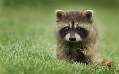 raccoon, 4k, funny animals, wildlife, lawn, racoon, Procyon lotor
