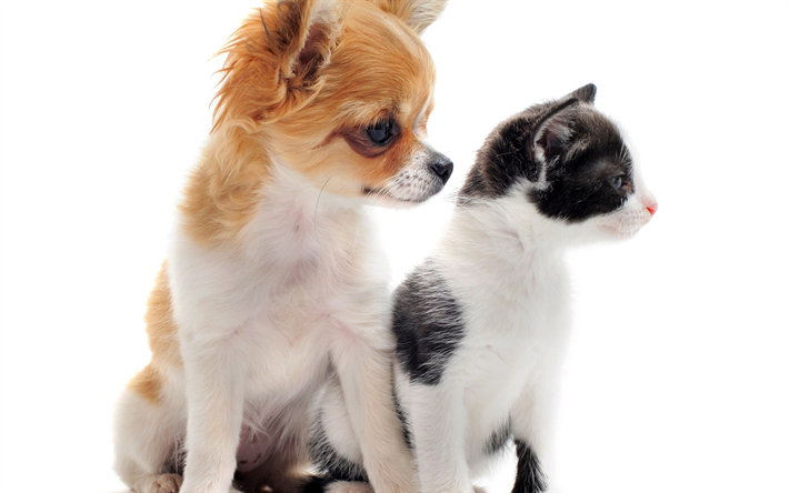 Chihuahua cachorro y gatito, el perro y el gato, la amistad, peque&#241;os animales, perros, gatos