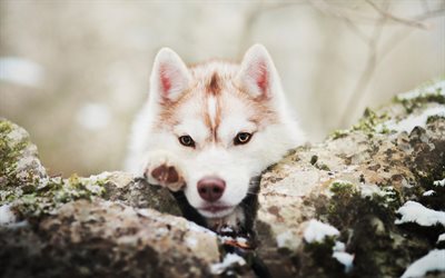 Husky Dog, winter, cute animals, puppy, brown husky, pets, Siberian Husky, dogs, Husky