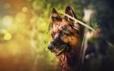 German Shepherd, close-up, cute animals, bokeh, pets, summer, dogs, lawn, German Shepherd Dog