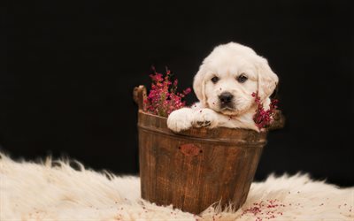 little labrador, cute puppy, pets, golden retriever, puppies, small dogs, dog in a basket, dogs
