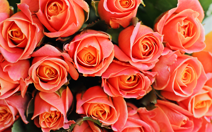 4k, rosas cor-de-rosa, gomos, buqu&#234;, bot&#245;es cor-de-rosa, flores cor de rosa, rosas