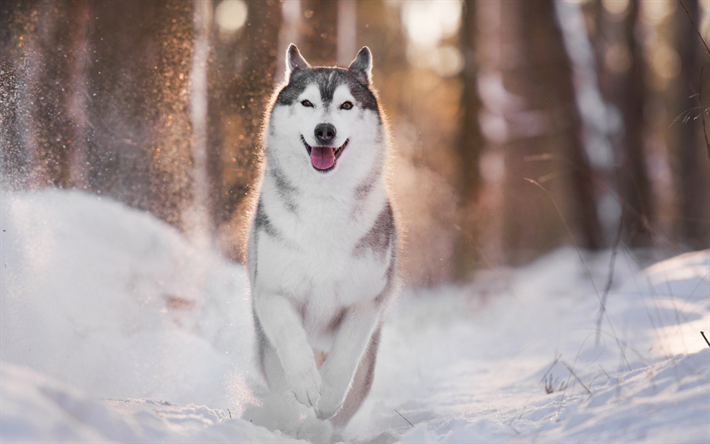 ハスキー, 冬, 雪, 森林, 白グレー犬, 夕日, かわいい動物たち, 犬