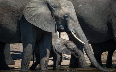 little elephant with mom, elephants, lake, big elephant, wildlife, gray elephants