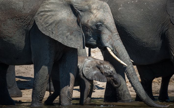 お母さんと小さな象, ゾウ, 湖, 大きな象, 野生生物, 灰色の象